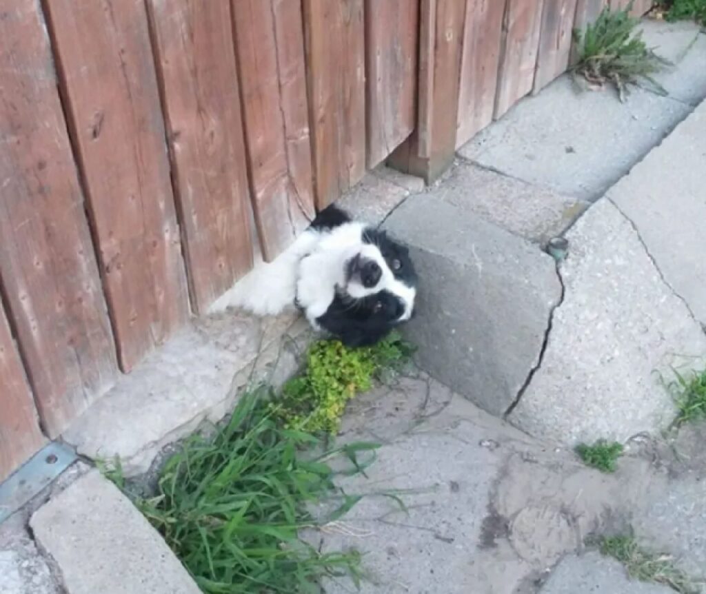 cane sotto la staccionata 