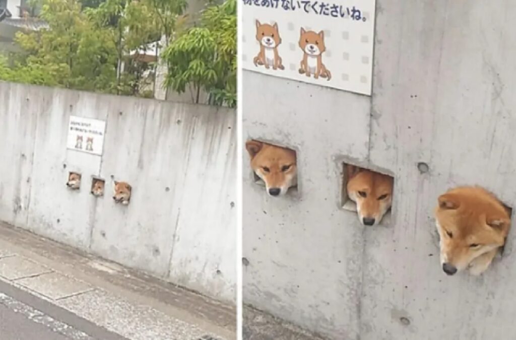 tre cani sbucano fuori da muro 