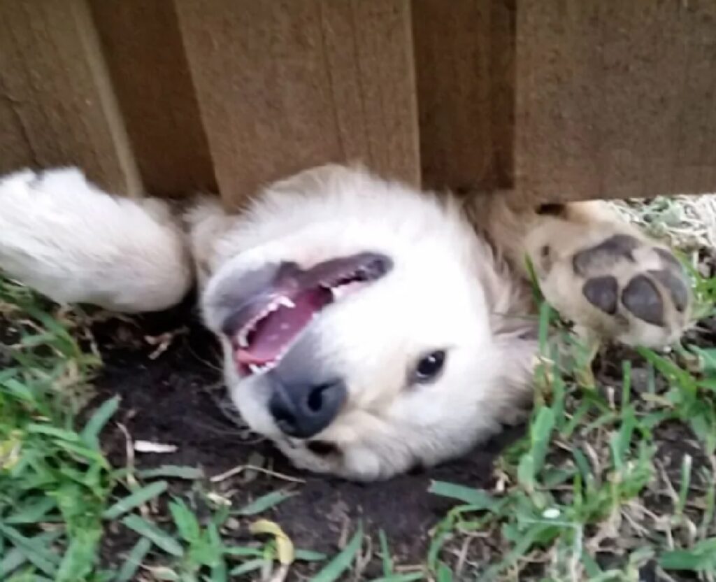 cane testa sotto la staccionata 