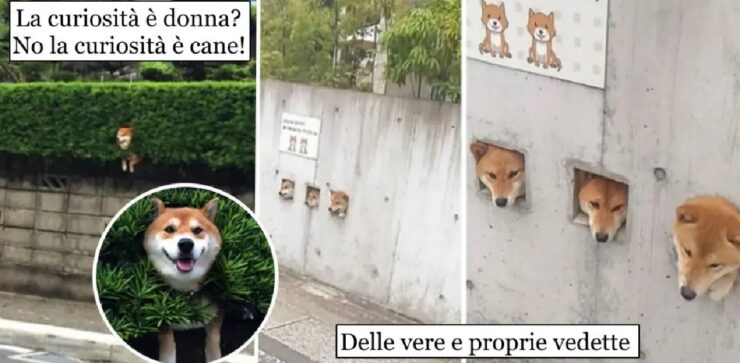 cani che le inventano tutte per fare un saluto