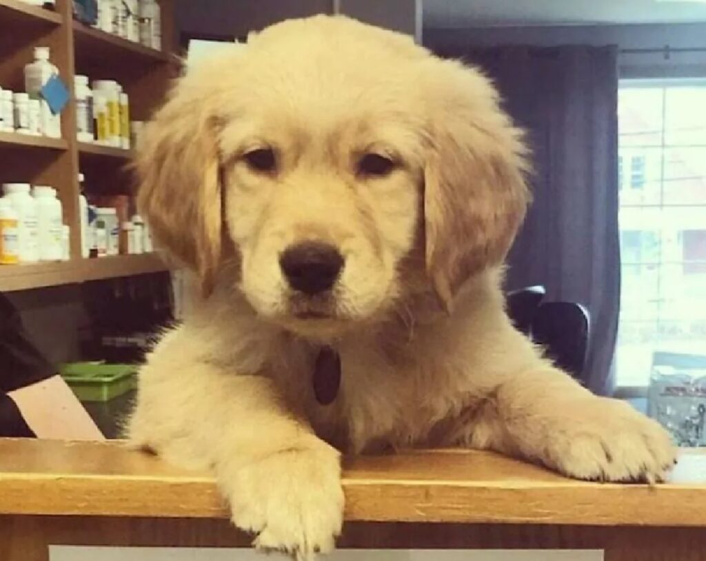 cagnolino si affaccia da bancone 