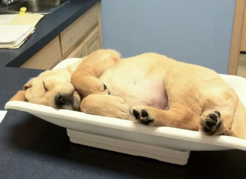 cane dorme nella vaschetta 