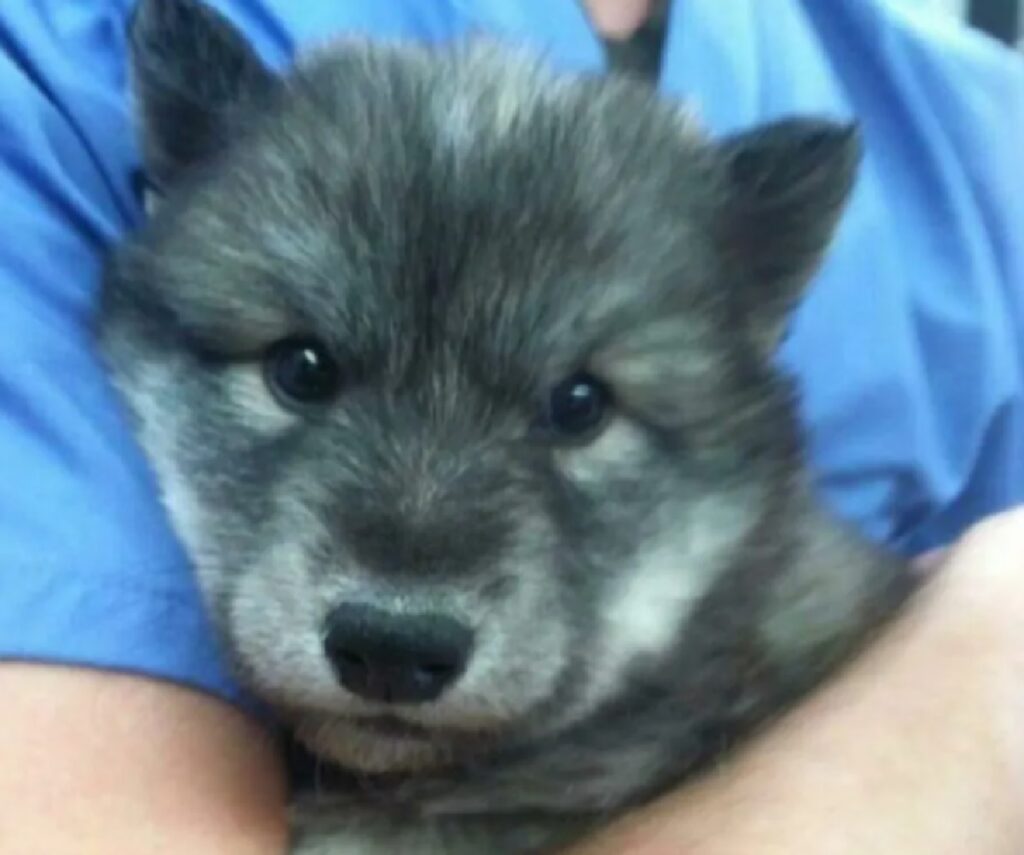 cane pelo grigio e nero 