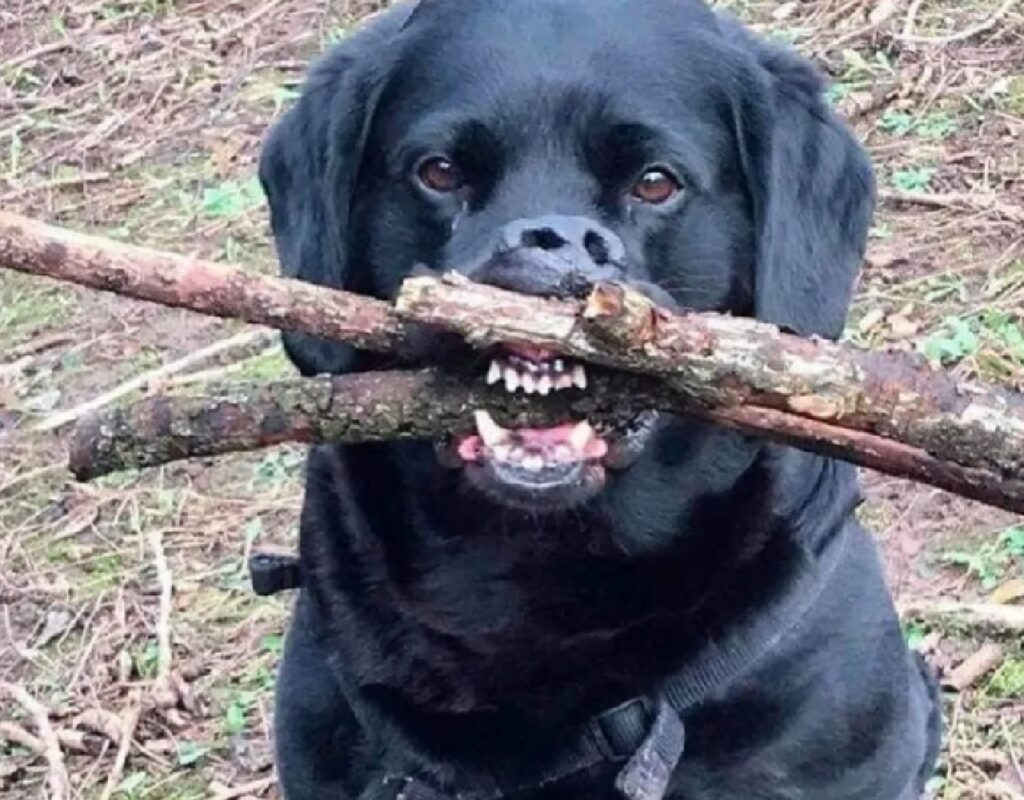 cane morde un bastone 