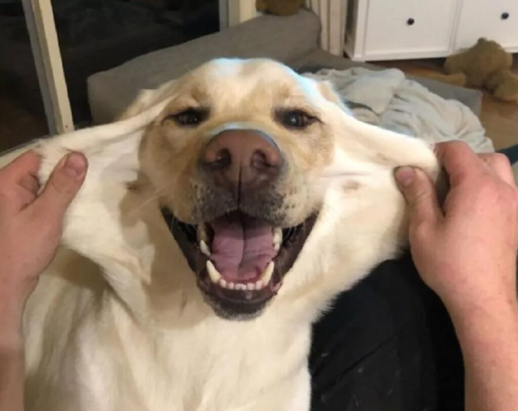 cane sorridente per guance tirate 