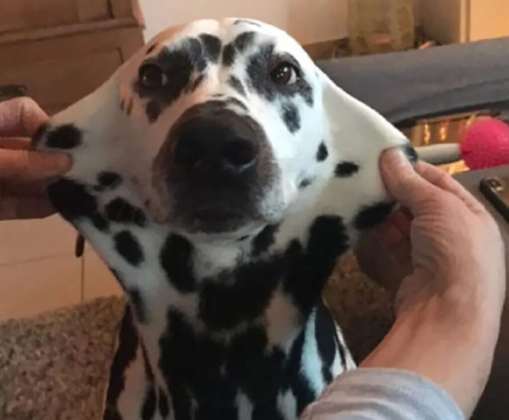 cane dalmata guance lunghe 