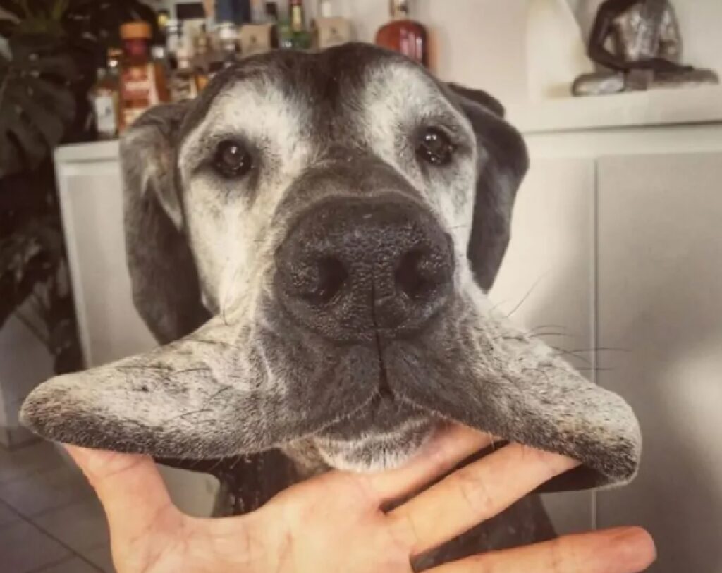 cane mano sotto le gengive 