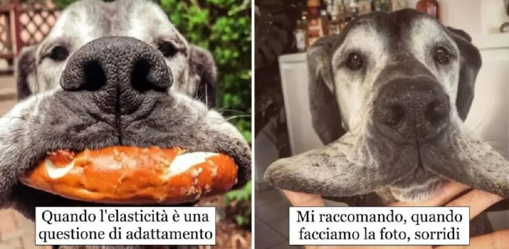 cani che sono dotati di elasticità