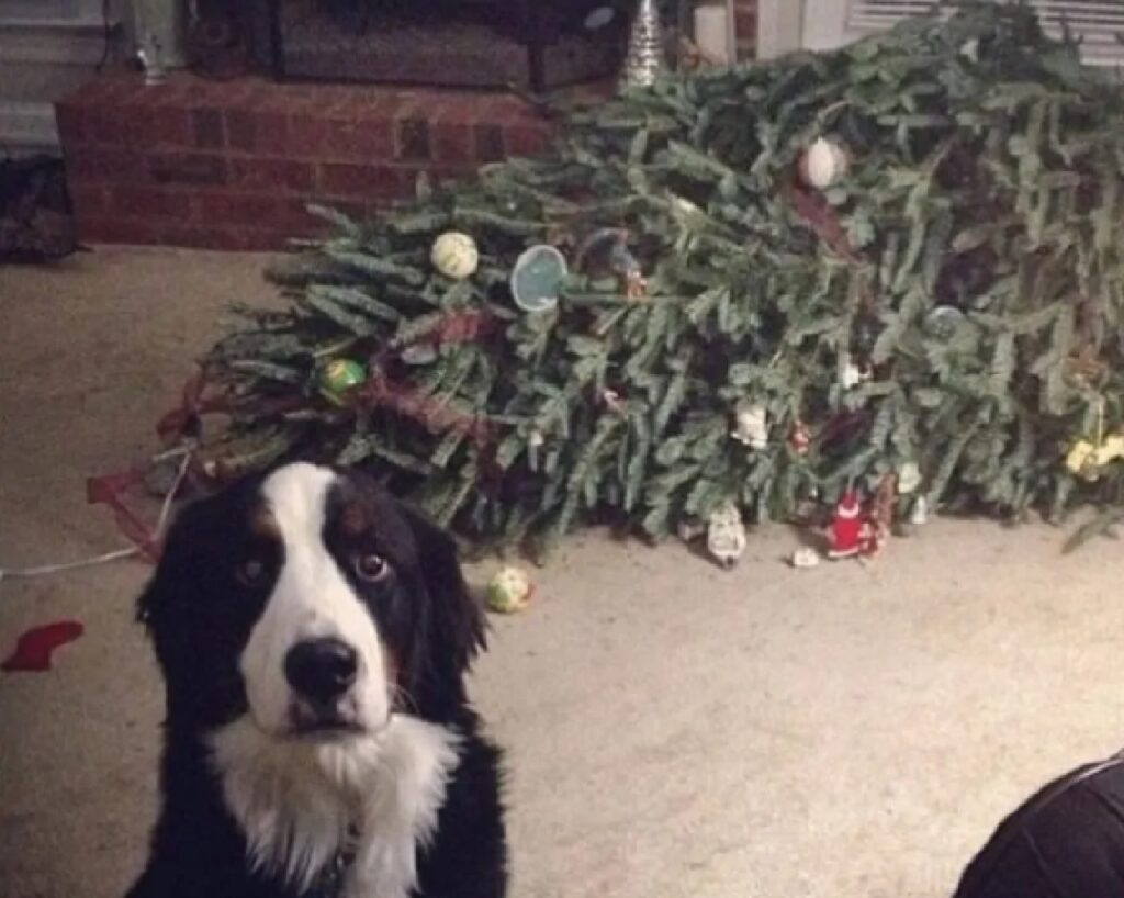 cane getta via l'albero 