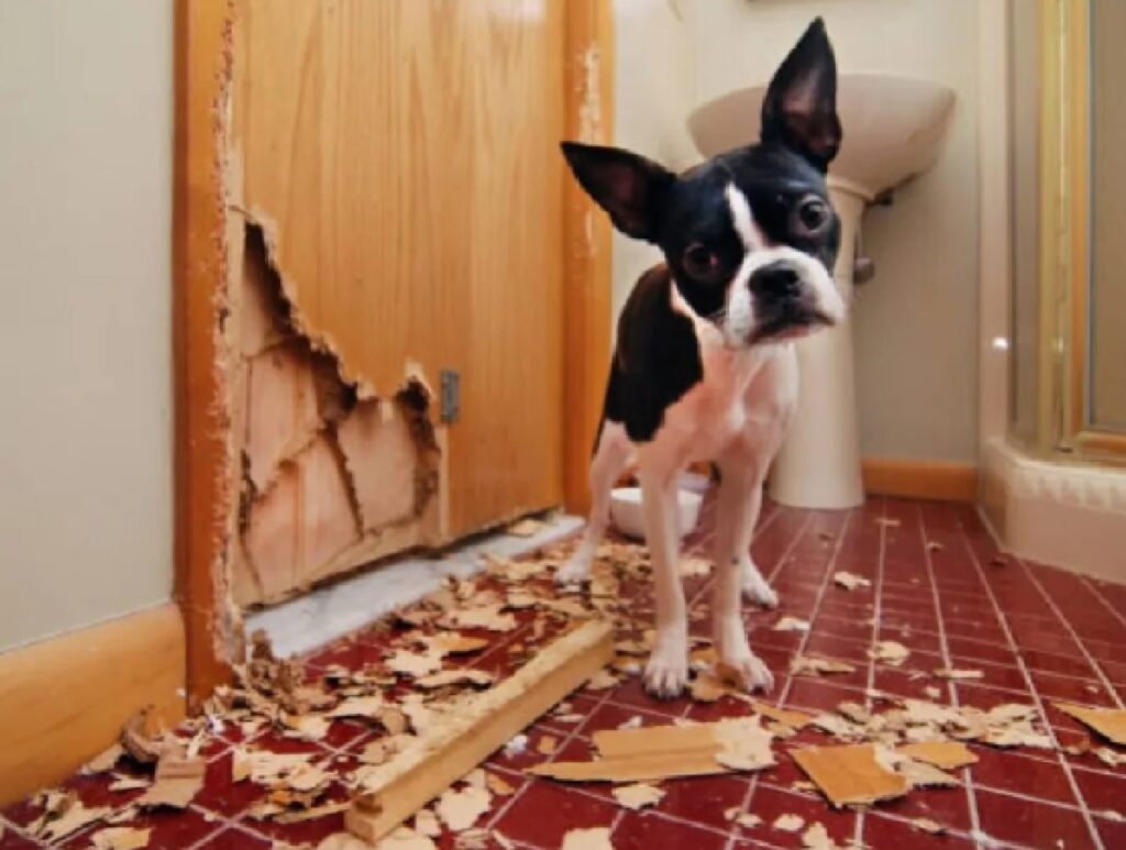 cane porta distrutta 