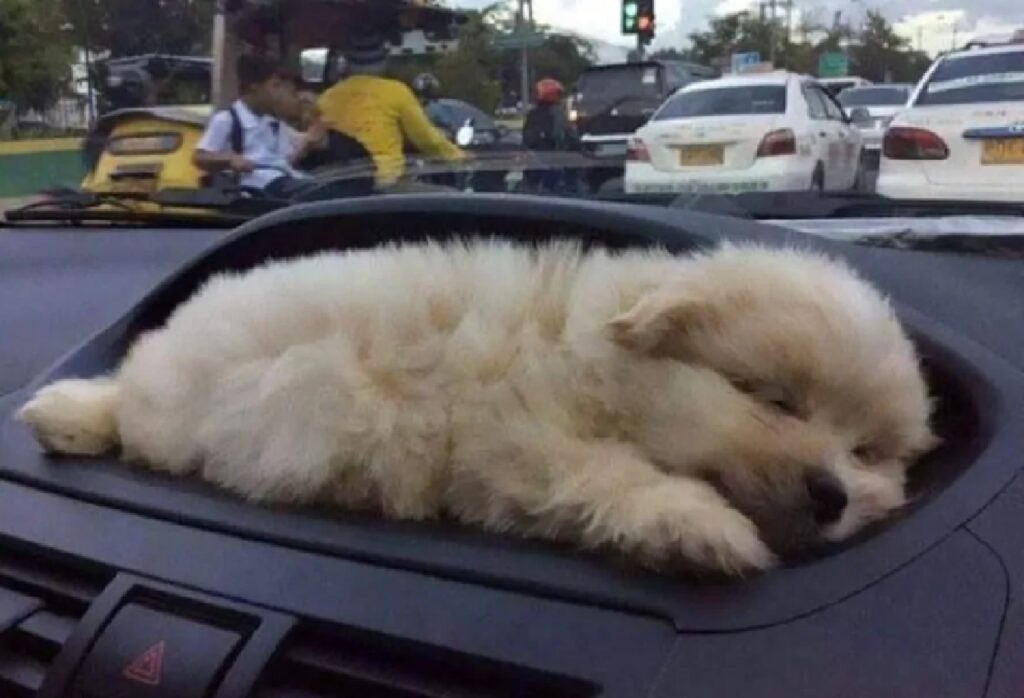 cagnolino riposa sul cruscotto 