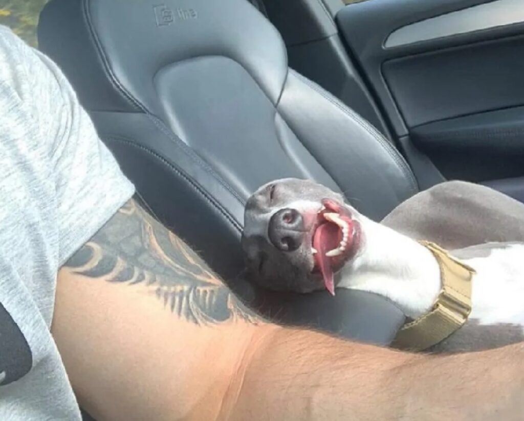 cagnolino felice in auto 