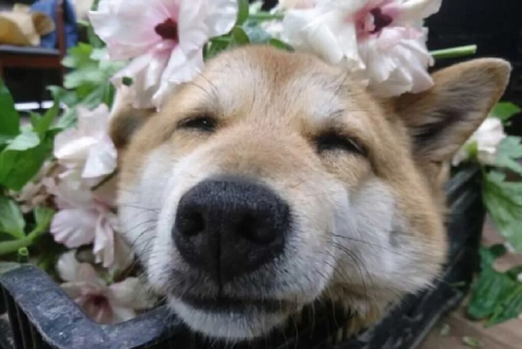 cagnolino circondato dai fiori 