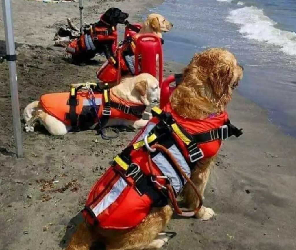 cani da salvataggio in spiaggia 