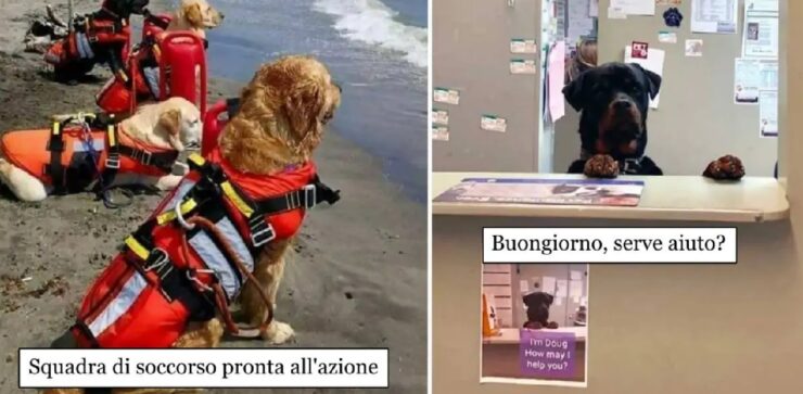 cani che sono riusciti finalmente a trovare un'occupazione