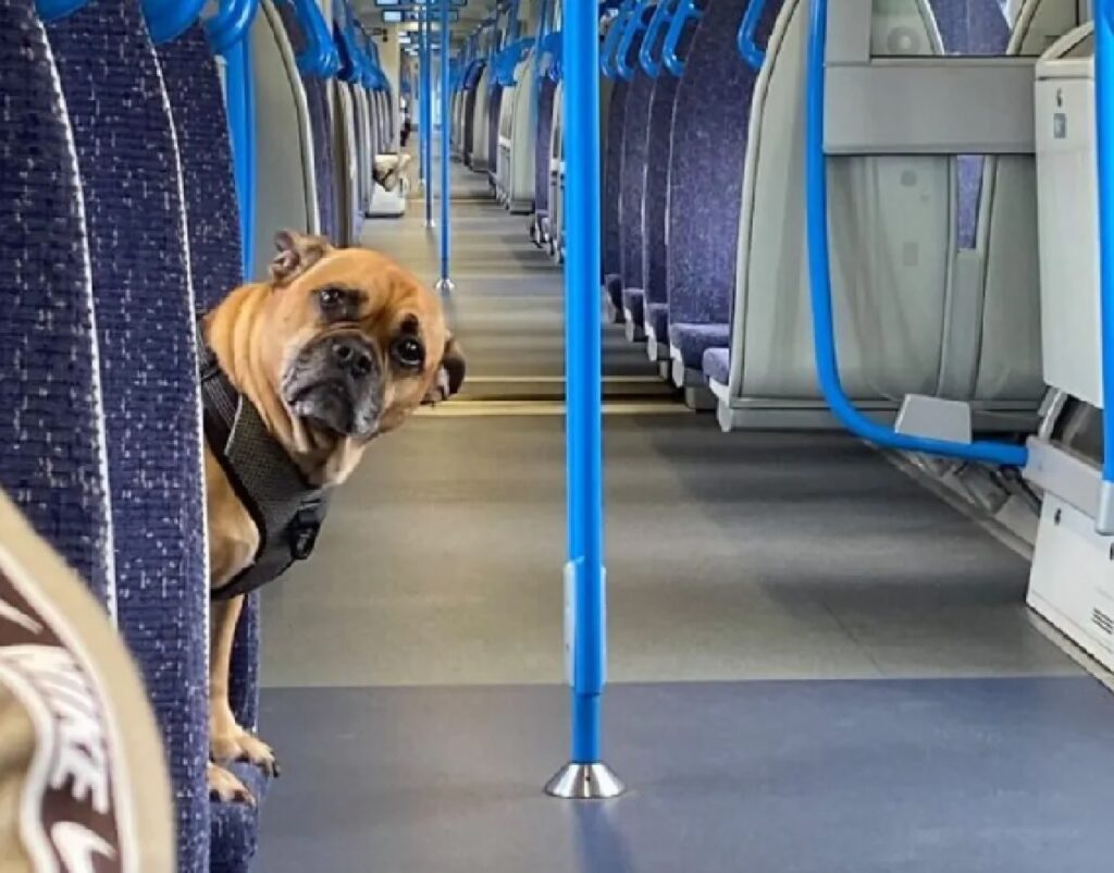 cane dentro la metro 
