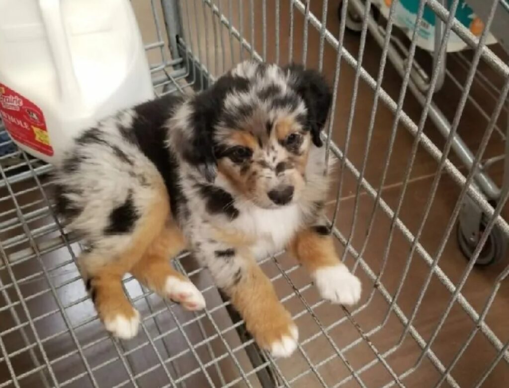 cucciolo di cane sembra pupazzo 