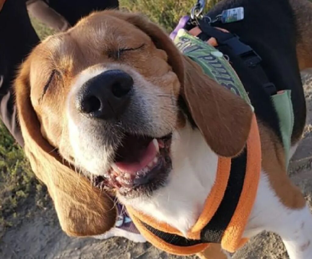 cane beagle cieco due occhi 