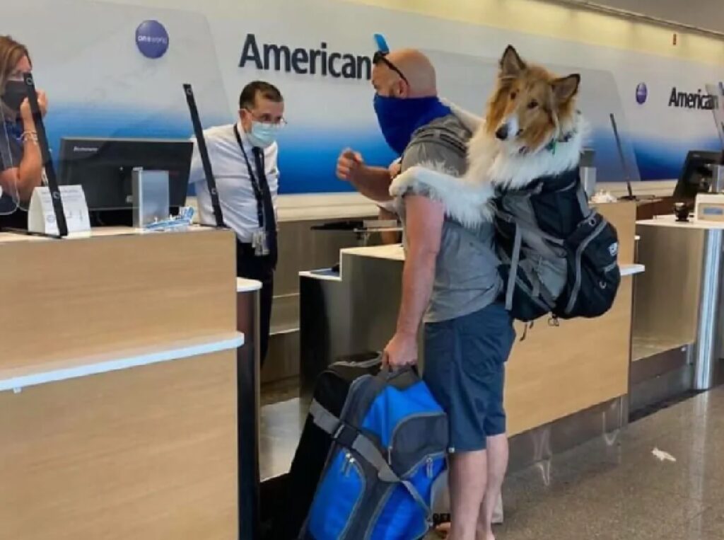 cagnolino adora i viaggi