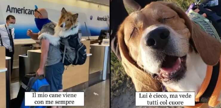 cani che se la spassano tantissimo