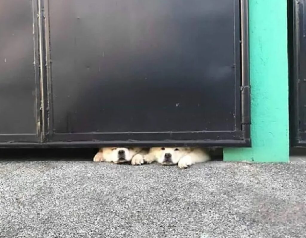 cani muso sotto cancello 
