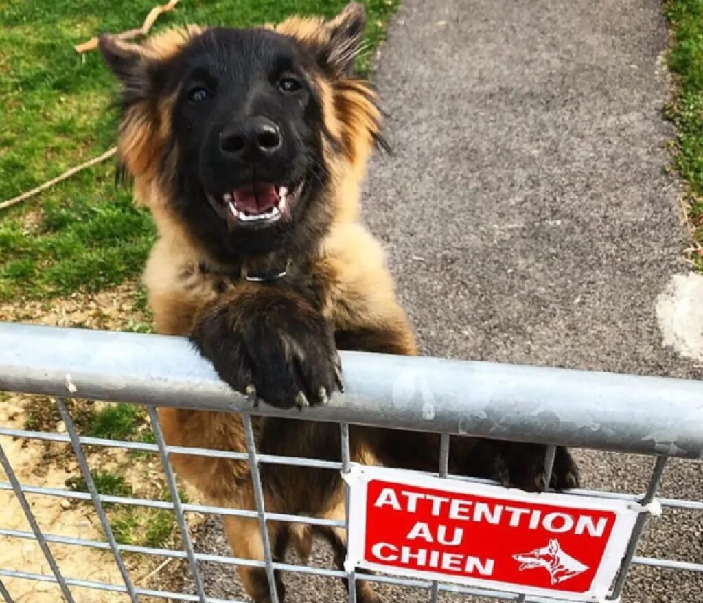 cane sorridente faccia nera 