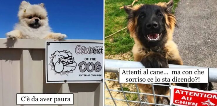 cani che vorrebbero essere minacciosi