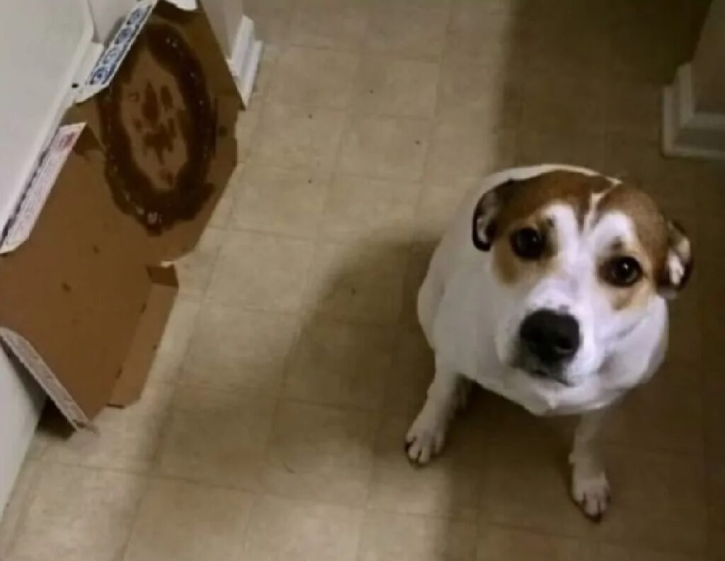 cagnolino ha mangiato la pizza 