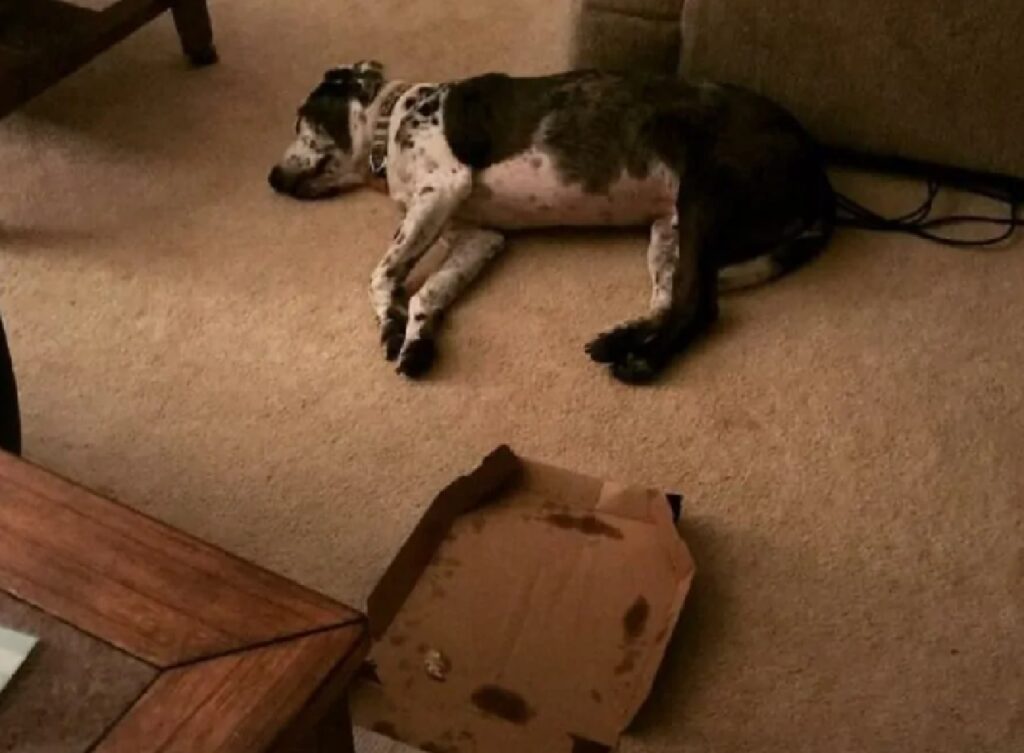 cane cartone pizza per terra 