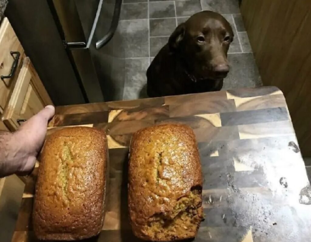 cane morso sul pane 
