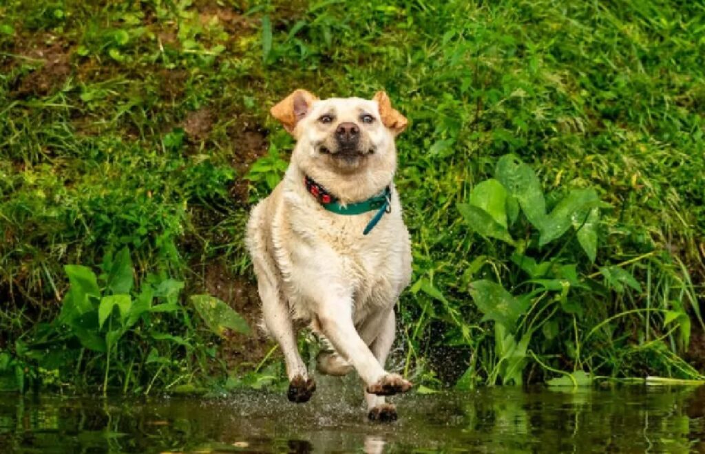 cane collare azzurro 