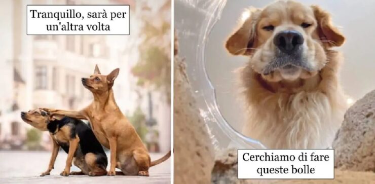 cani che hanno vinto competizione per simpatia