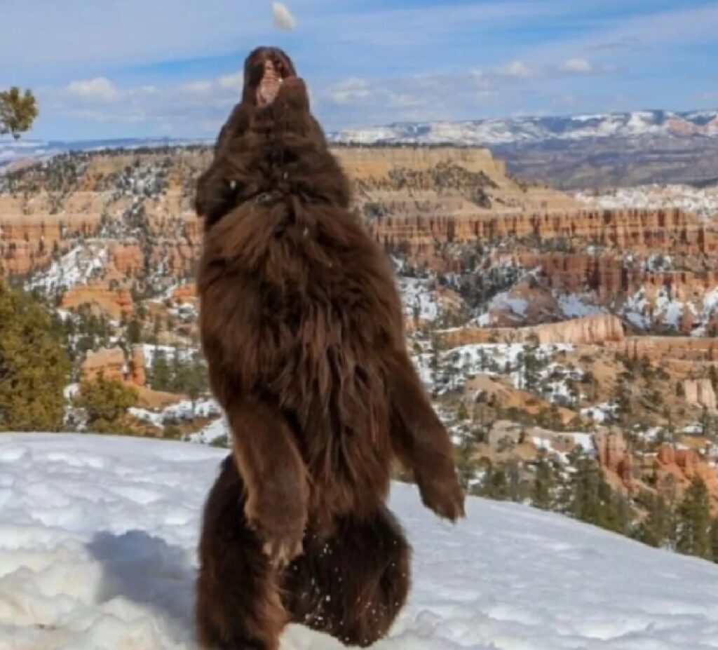 cane assomiglia ad un orso 