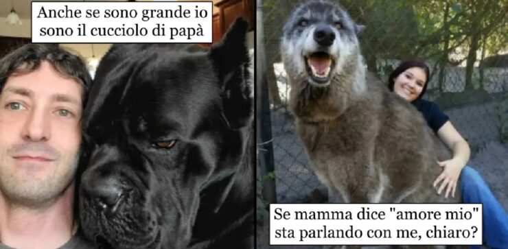 cani talmente grandi da far impallidire elefanti