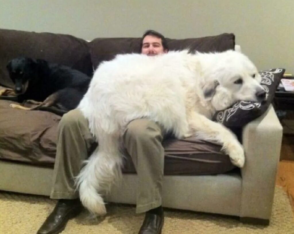 cane bianco divano grigio 