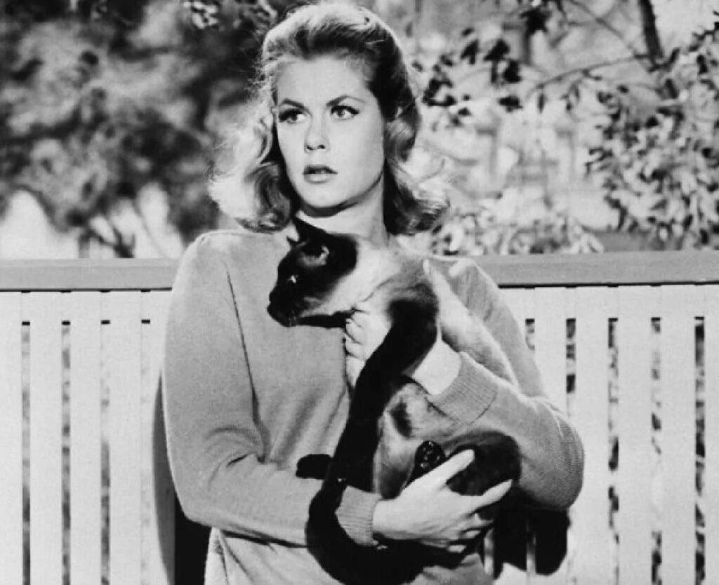 elizabeth montgomery con gatto 