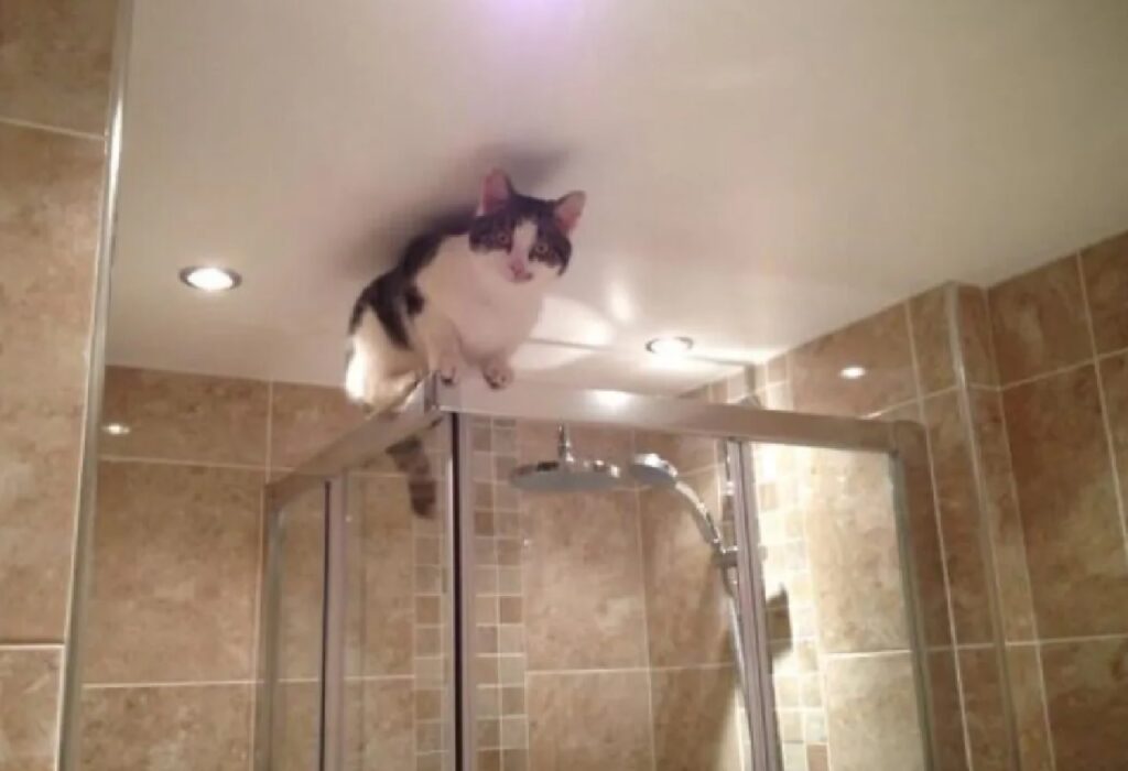 gatto sulla doccia 