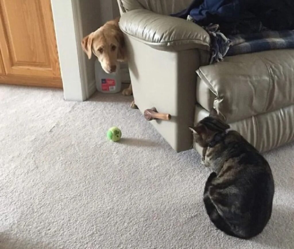 cane dietro divano per colpa di gatto 