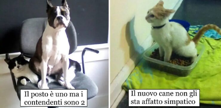 gatti che farebbero a meno di amici cani