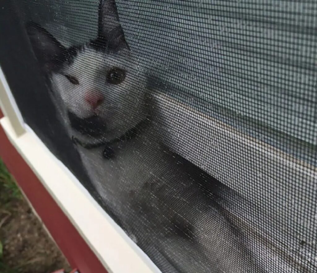 gatto sulla zanzariera 