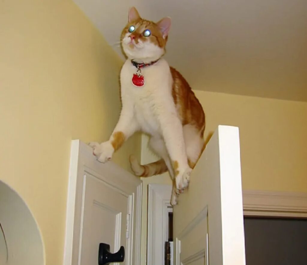 gatto in alto sulla porta 