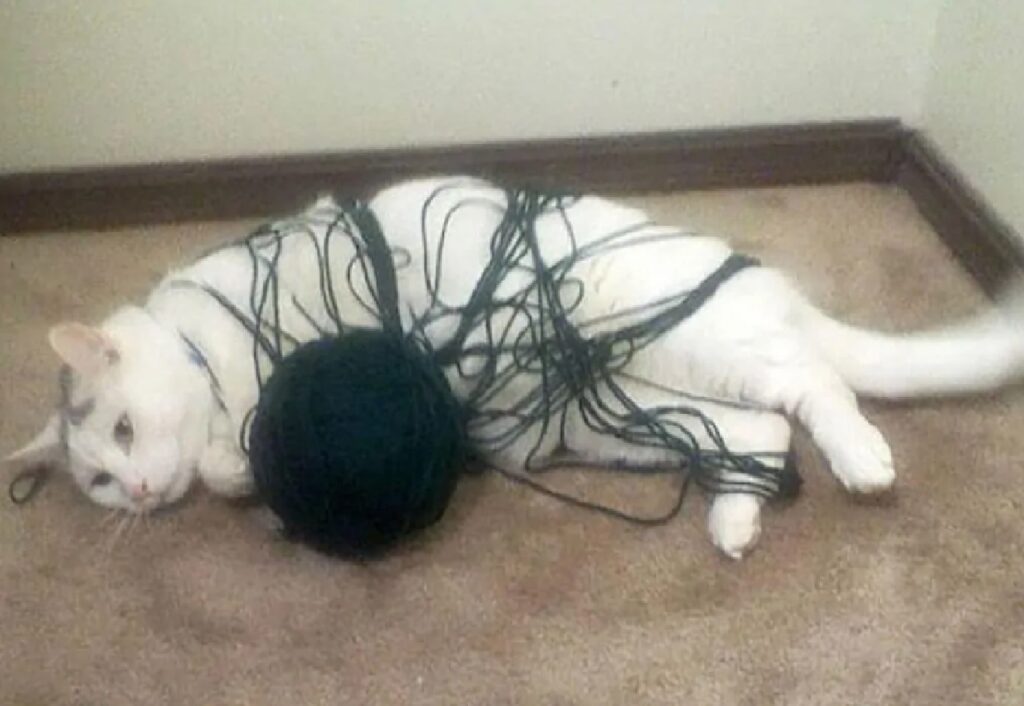 gatto palla di lana fili 
