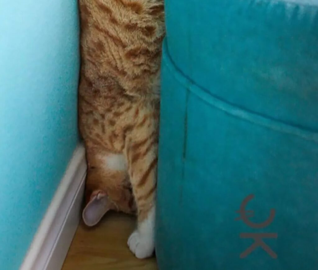 gatto bloccato dietro divano blu 