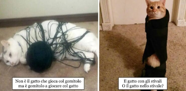 gatti che cercano di scusarsi