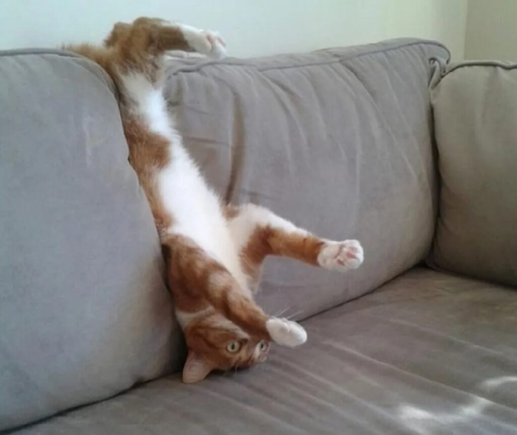 gatto in mezzo cuscini divano 
