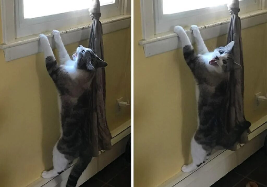 gatto miagola di fronte porta 