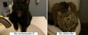 gatti che dimostrano come essere compresi