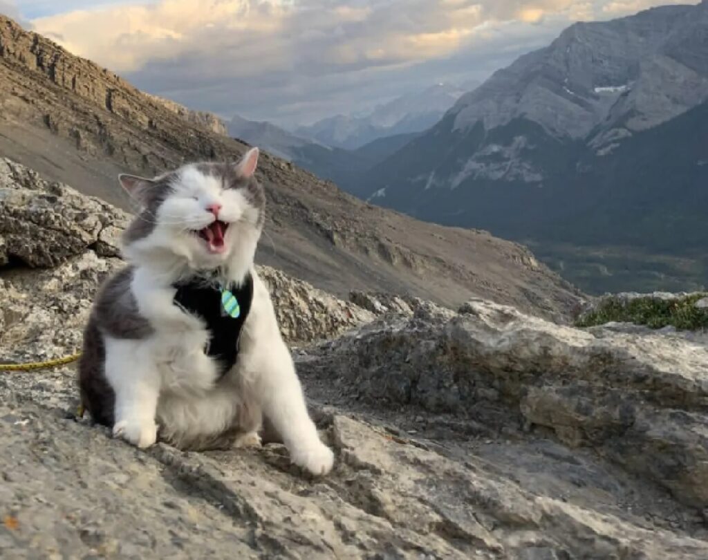 micio passeggiata in montagna 