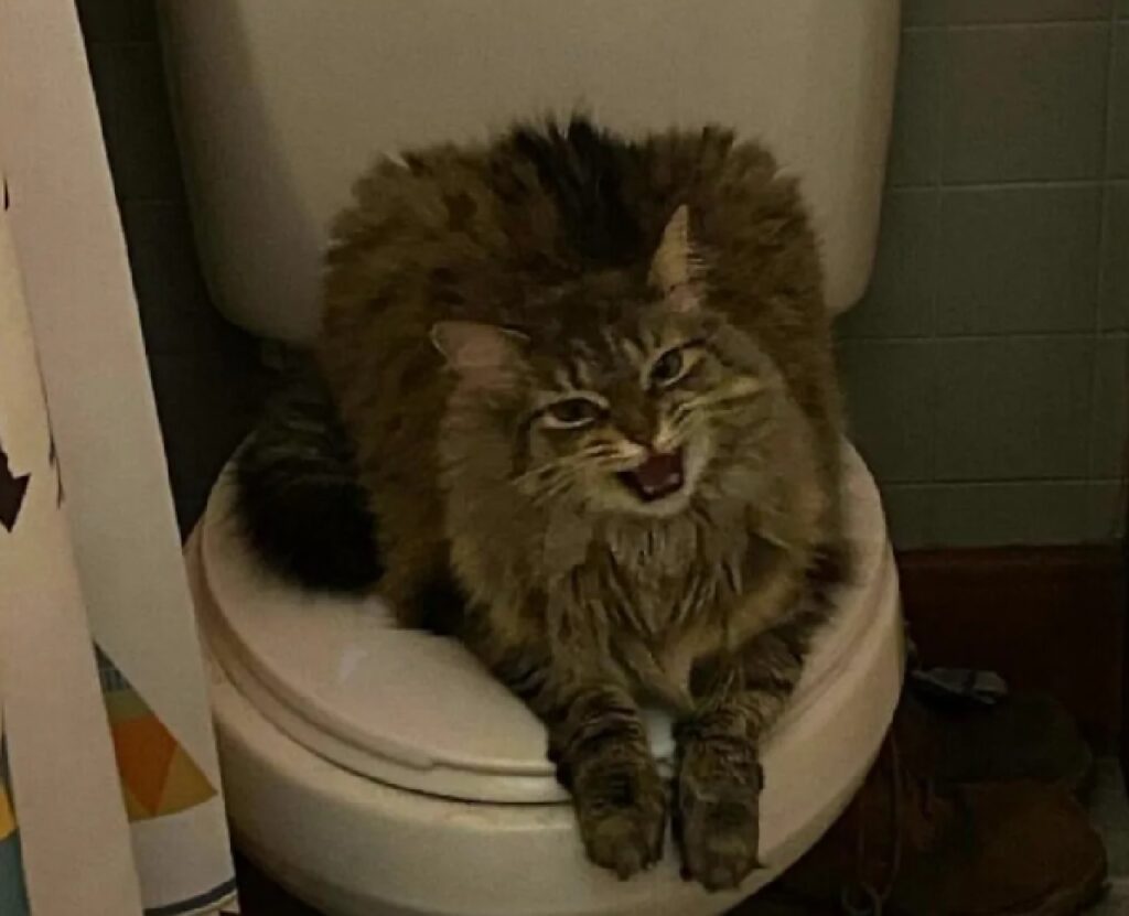 gatto sul wc 