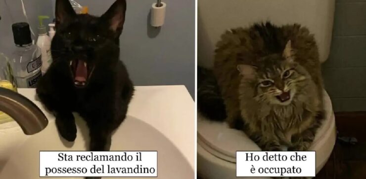 gatti che dimostrano come essere compresi